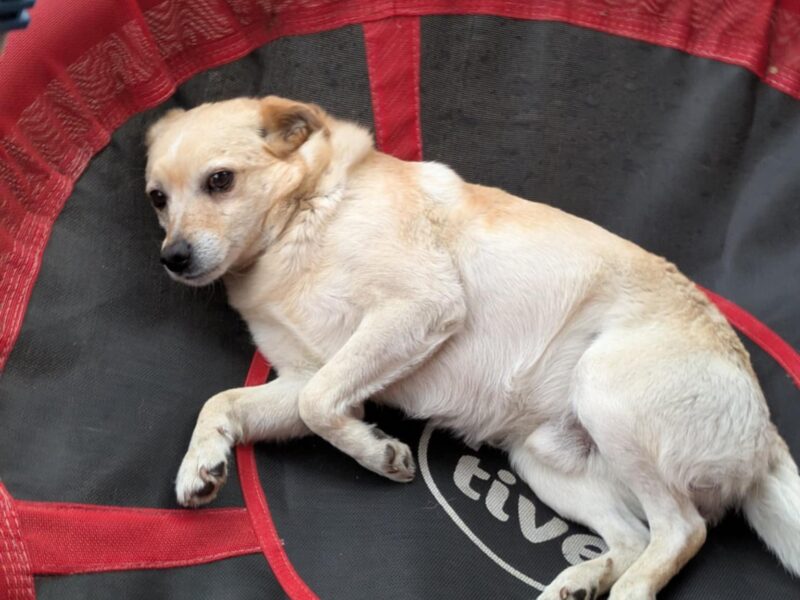 Zaginął piesek Jasiek