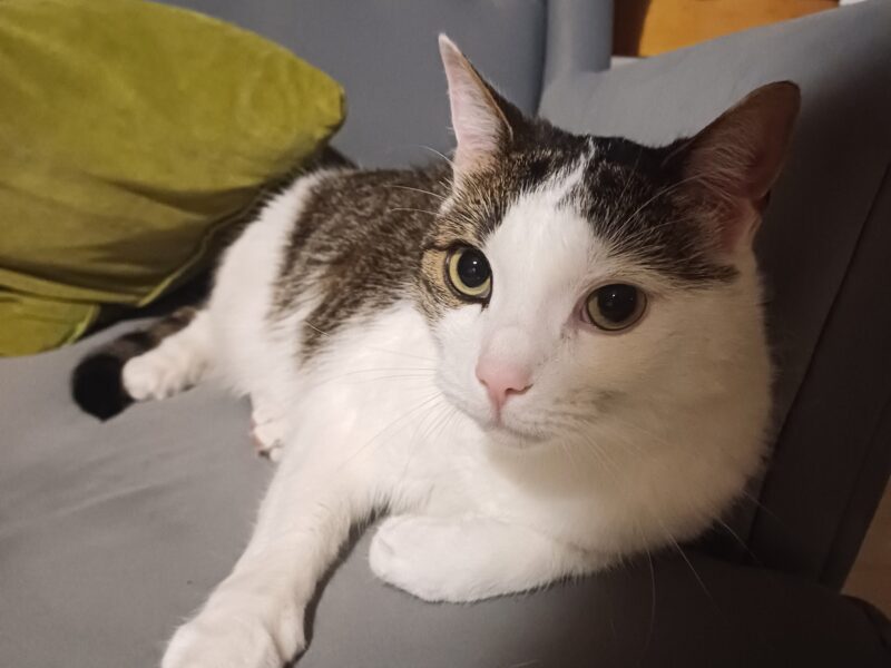 Zaginęła kotka Nela