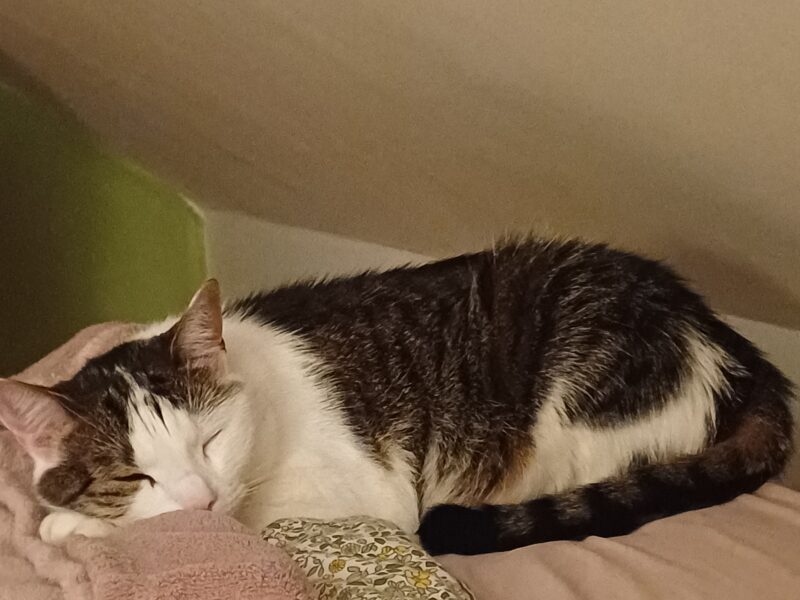 Zaginęła kotka Nela