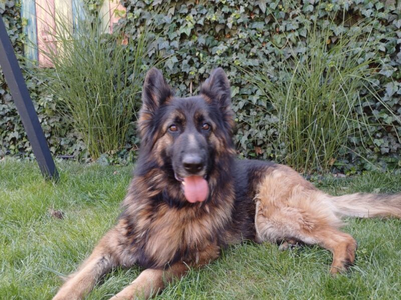 Zaginęła Sunia Roxi