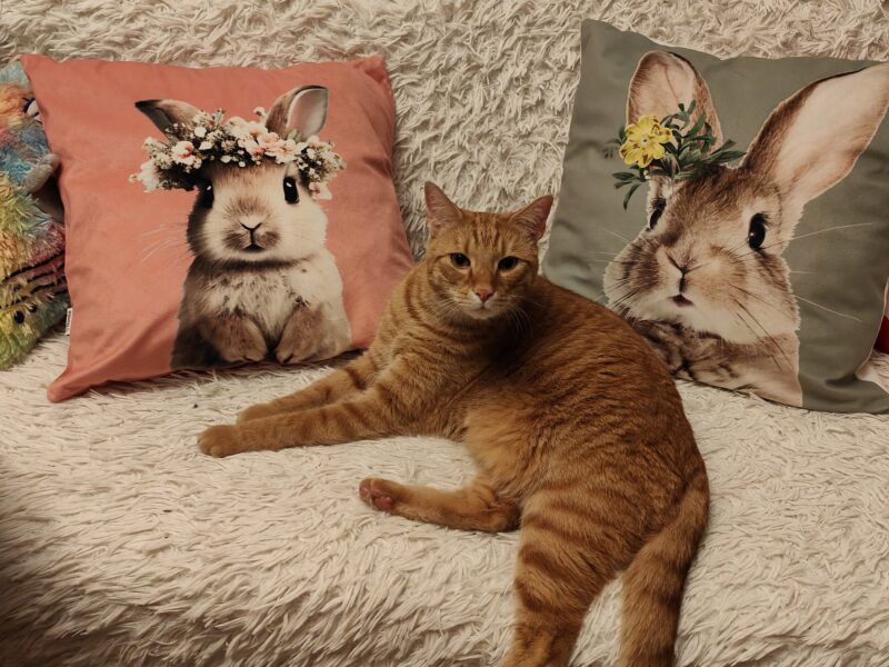 Zaginął rudy kot w Jelcz-Laskowice