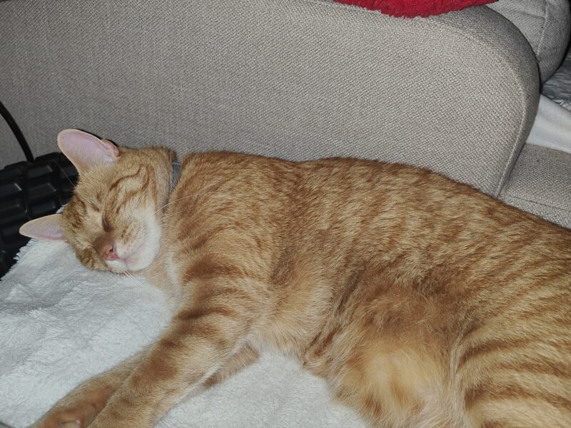 Zaginął rudy kot w Jelcz-Laskowice