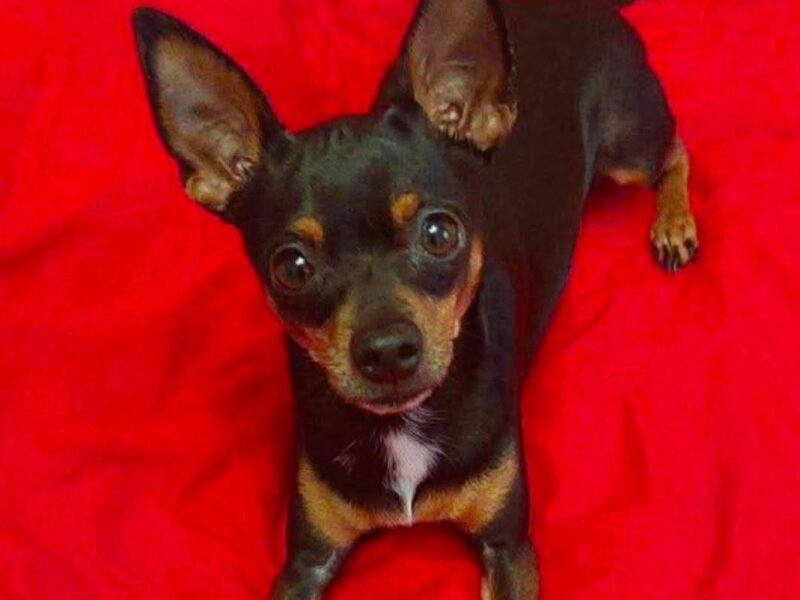 Zaginął Pinczerek Majlo