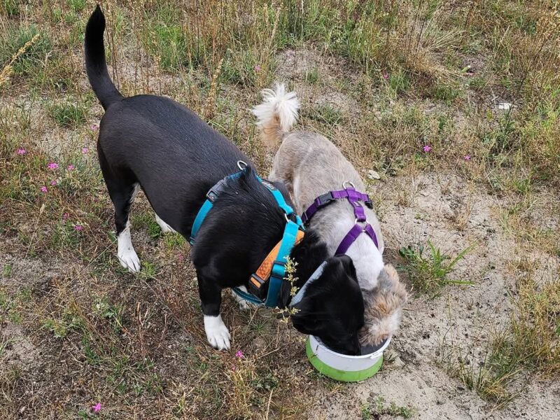 Zaginął Pies w typie Shih Tzu