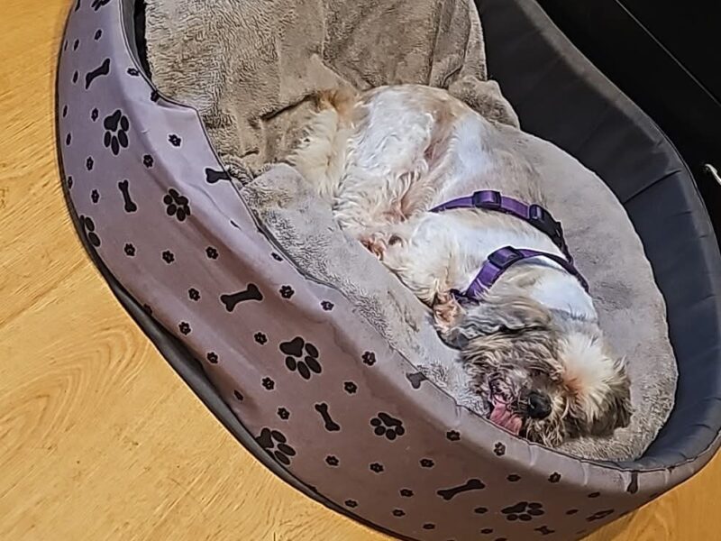 Zaginął Pies w typie Shih Tzu