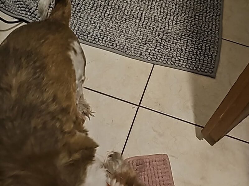 Zaginął Pies w typie Shih Tzu