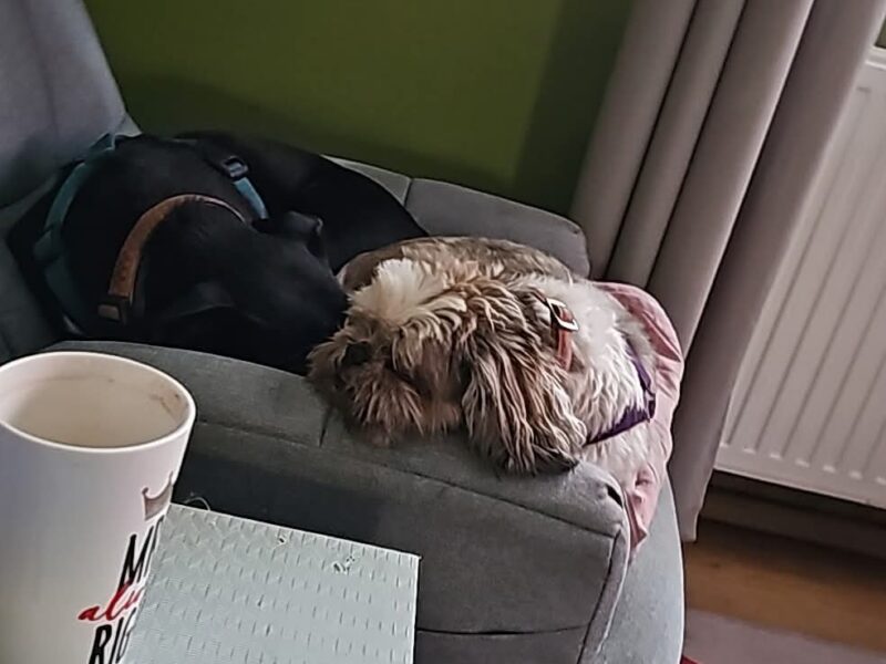 Zaginął Pies w typie Shih Tzu