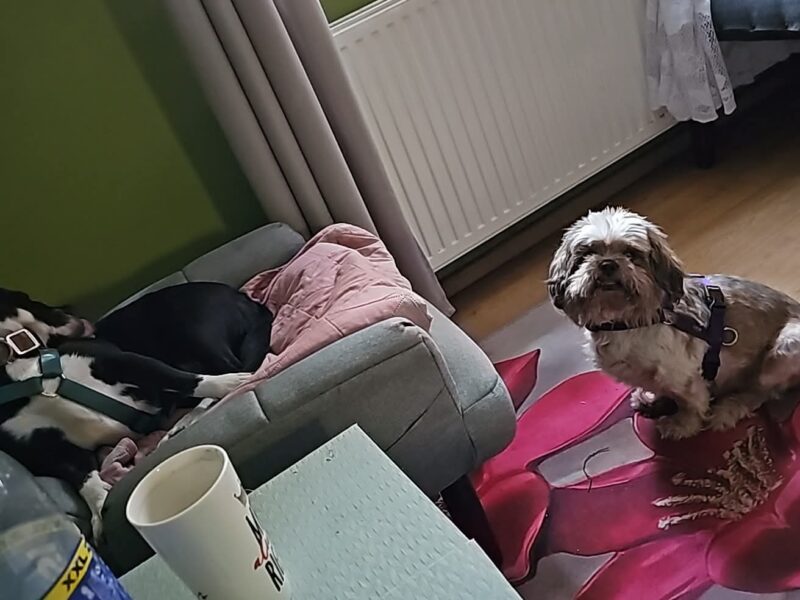 Zaginął Pies w typie Shih Tzu