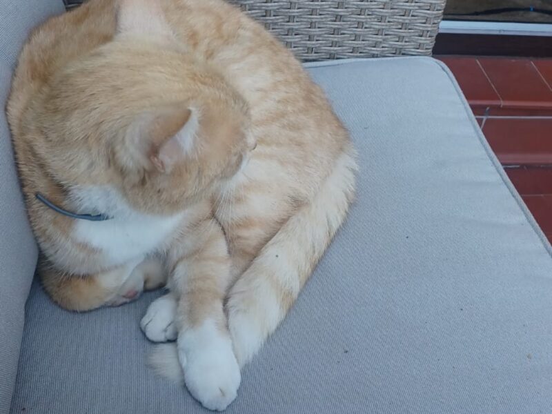 Zaginął rudy kot Rasti