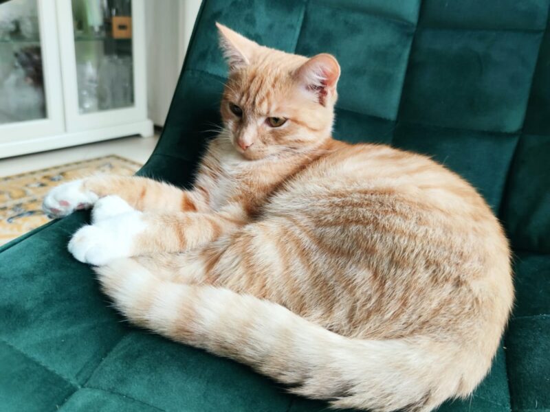 Zaginął rudy kot Rasti