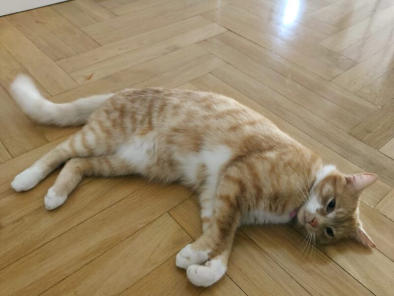 Zaginął rudy kot Rasti