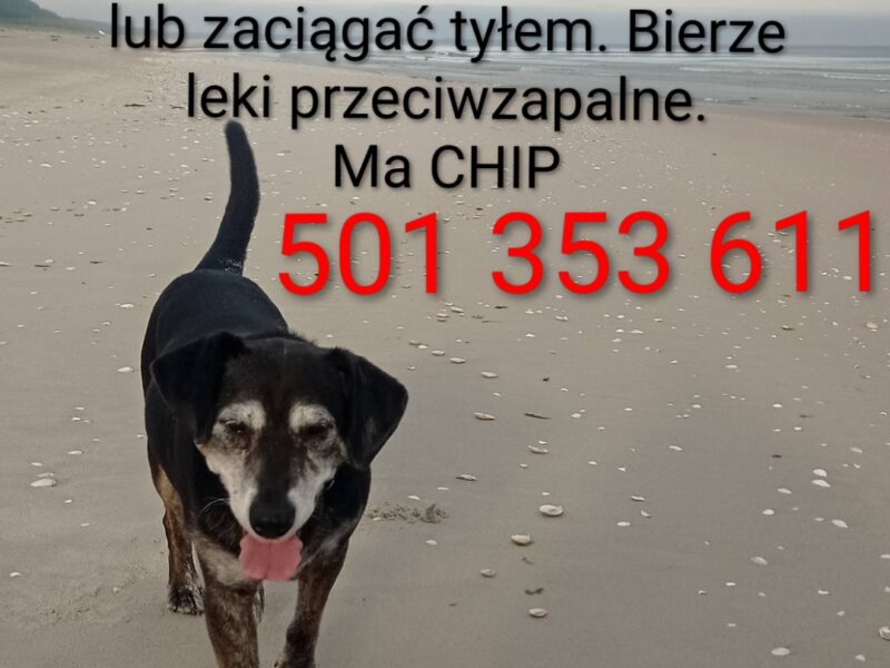 W Gaju zaginął 15-letni Pies