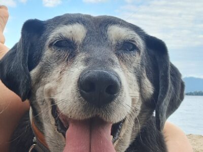 W Gaju zaginął 15-letni Pies