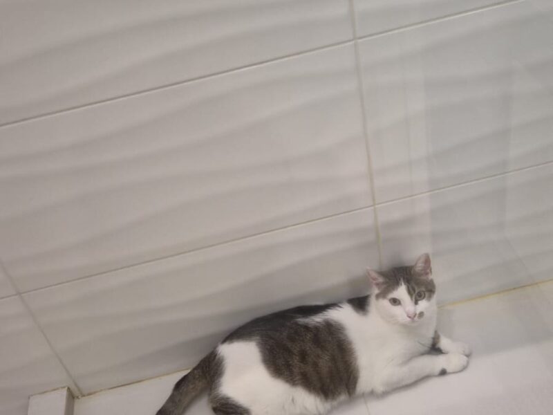 Gdańsk Zaginął Kot