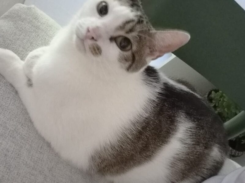 Gdańsk Zaginął Kot