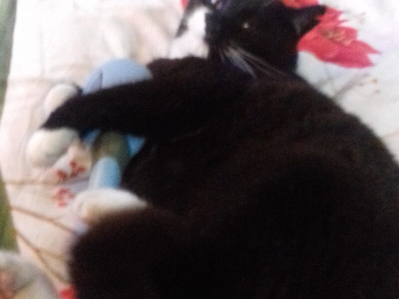 Zaginął kot Filemon