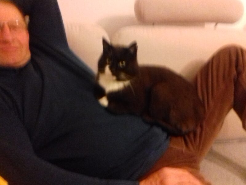 Zaginął kot Filemon