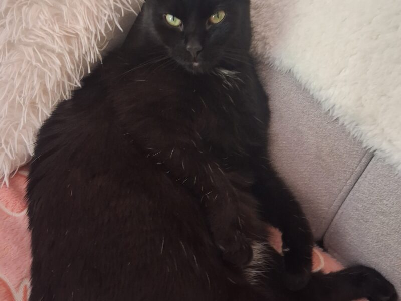 Zaginęła Kotka Nela