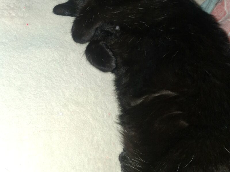 Zaginęła Kotka Nela