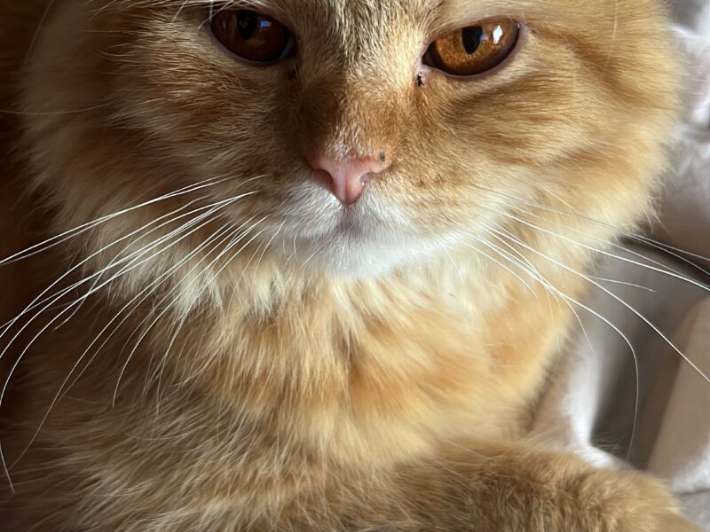 Zaginął kotek Rudy