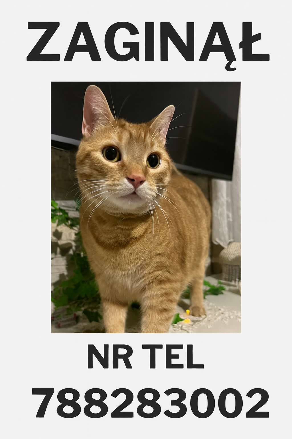 Zaginął kotek Timon