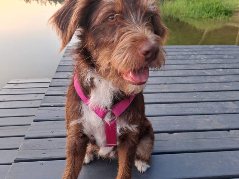 Zaginął nasz przyjaciel sunia Bibi