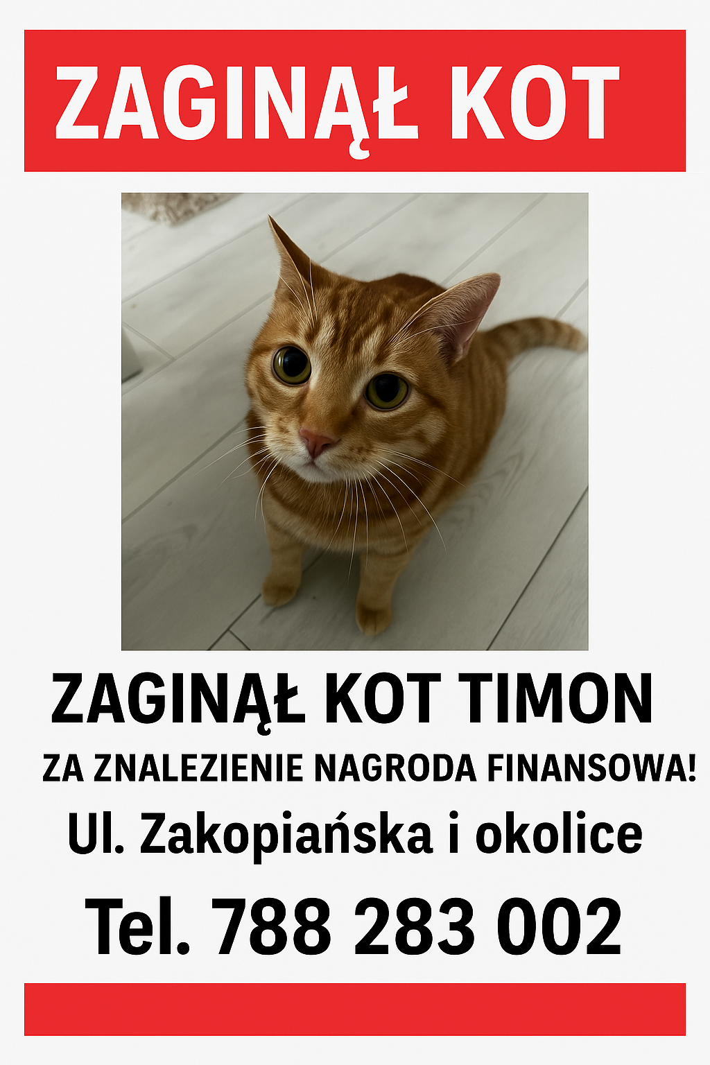 Zaginął kotek Timon