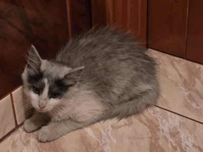 Zaginęła kotka Dzikusek (Wini)