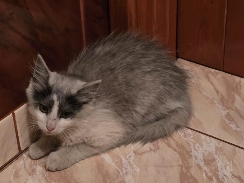 Zaginęła kotka Dzikusek (Wini)