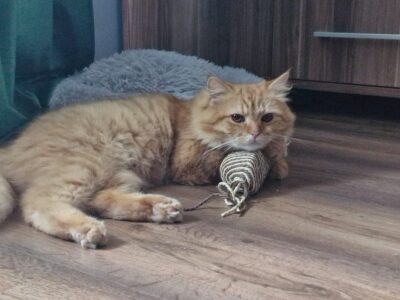 Zaginął kotek Rudy