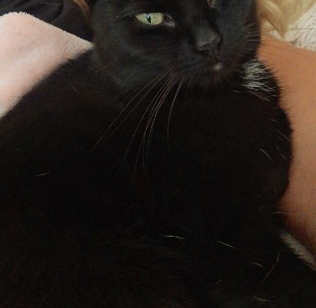 Zaginęła Kotka Nela