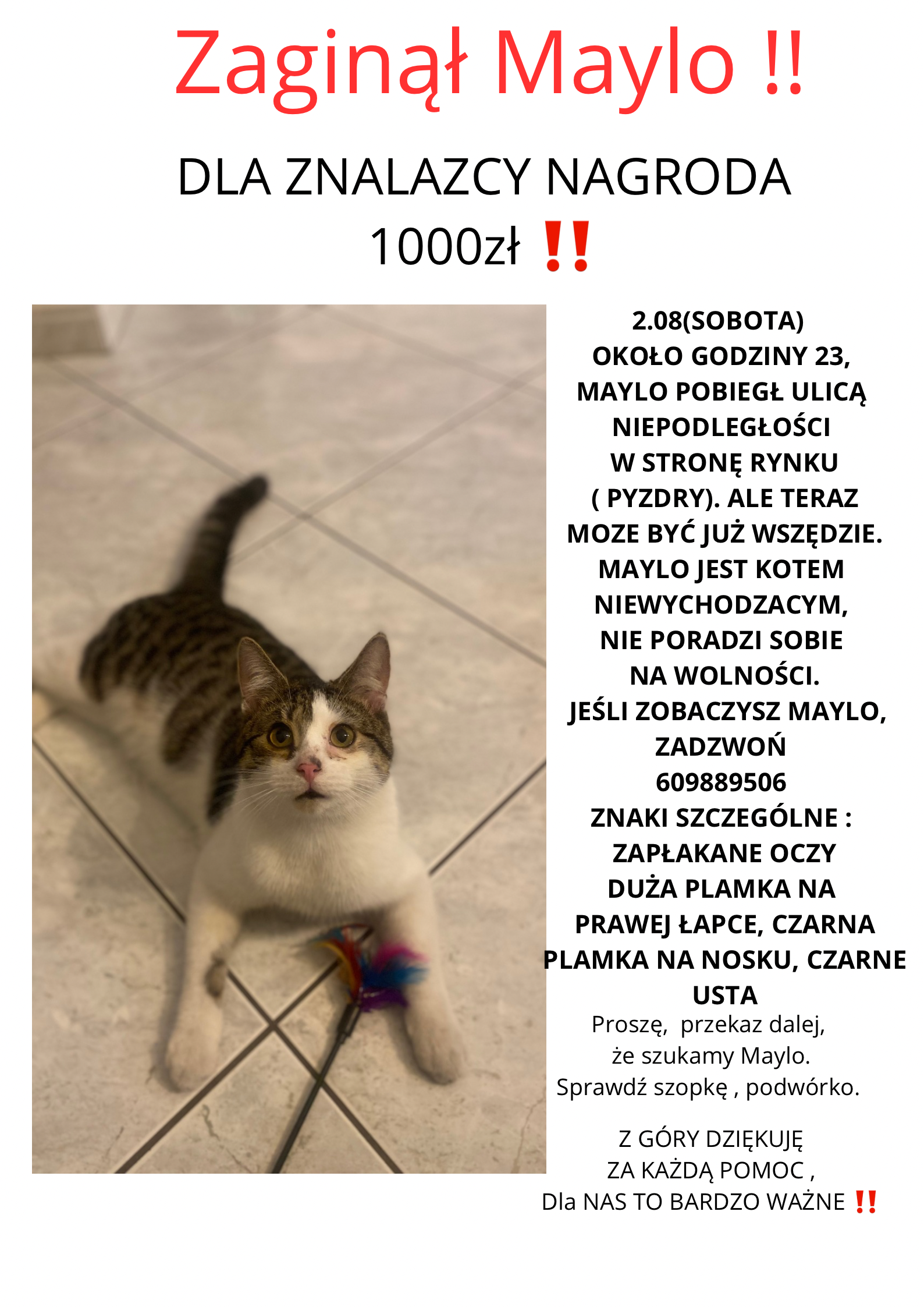 Zaginął Kot Maylo