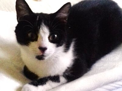 Zaginęła kotka Jasiunia