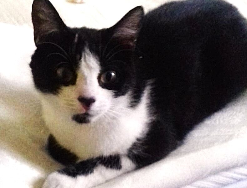 Zaginęła kotka Jasiunia