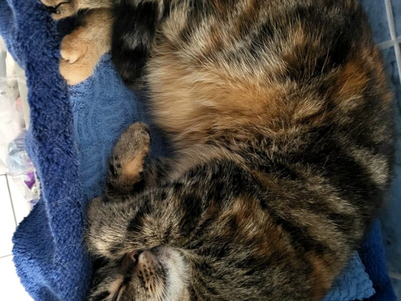 Zaginęła kotka Pixi Zgorzelec