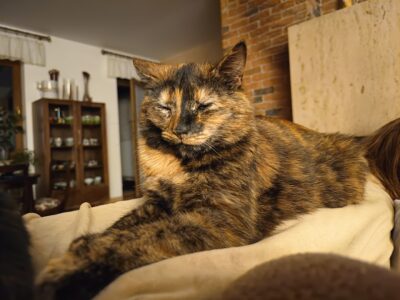 Zaginął kot Wola Kopcowa