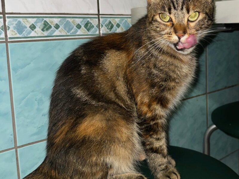 Zaginęła kotka Pixi Zgorzelec