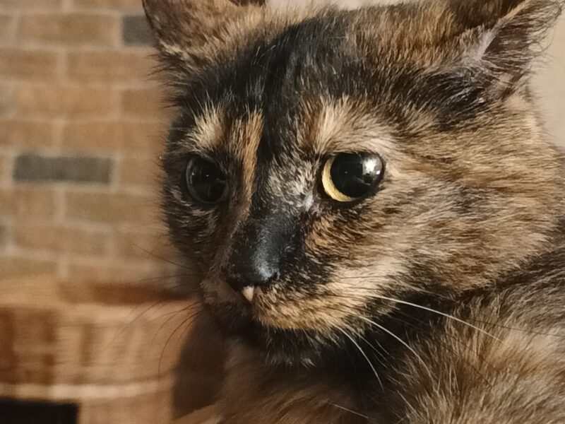 Zaginął kot Wola Kopcowa