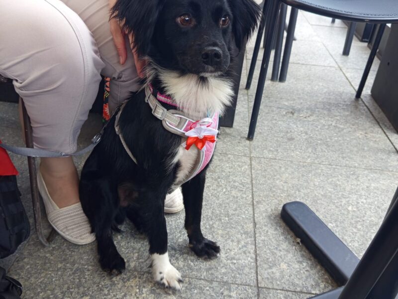 ZAGINĄŁ PIESEK ŁATEK