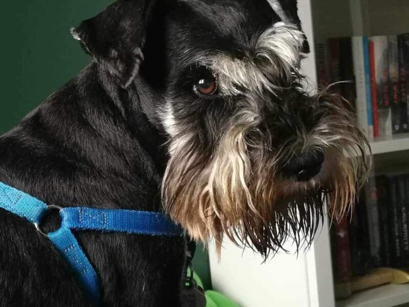 Zaginął przyjaciel rodziny piesek Lido