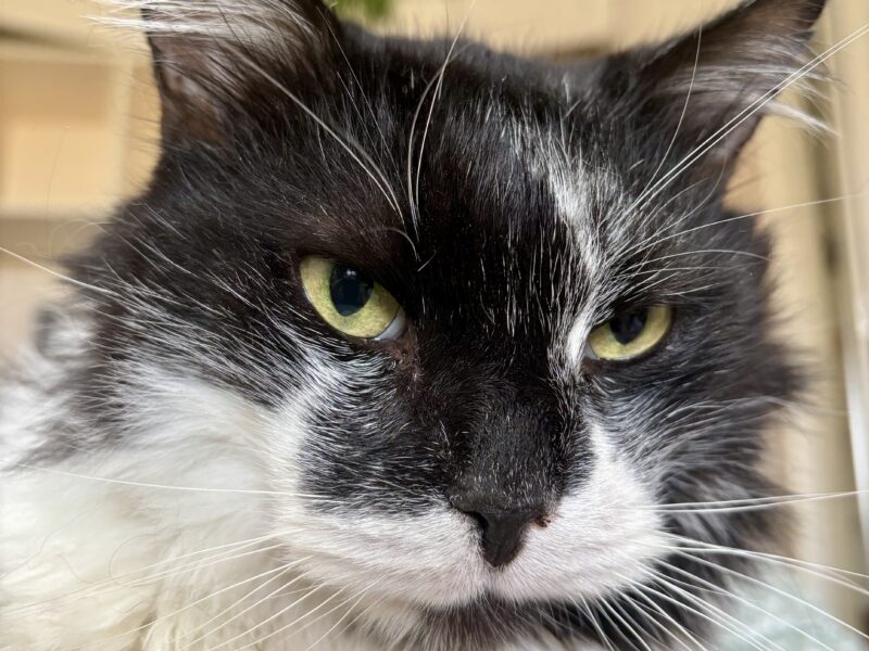 Zaginął dojrzały kot Wąsik