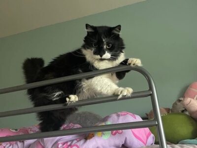 Zaginął dojrzały kot Wąsik