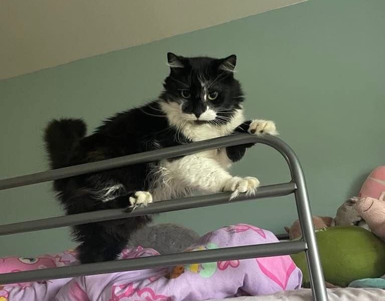 Zaginął dojrzały kot Wąsik