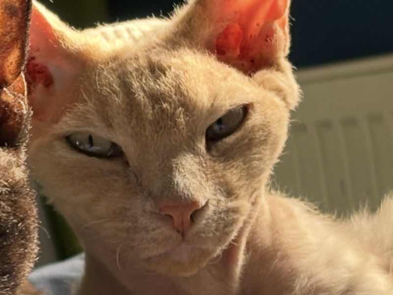 Zaginął Kotek Gandalf