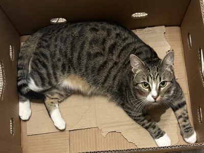 Zaginęła kotka Złotko