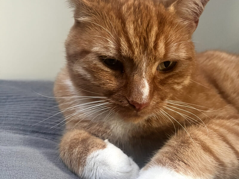 ZAGINĄŁ BIAŁO-RUDY KOTEK