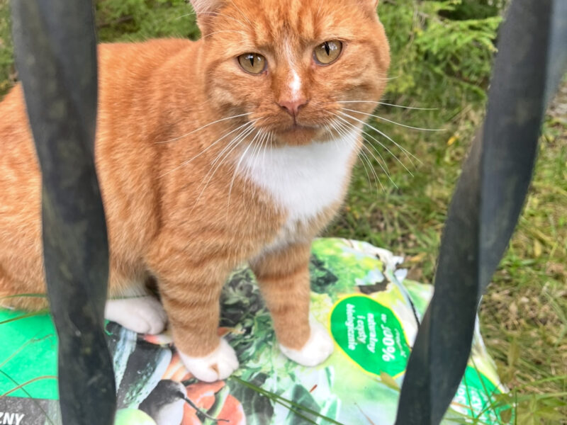 ZAGINĄŁ BIAŁO-RUDY KOTEK