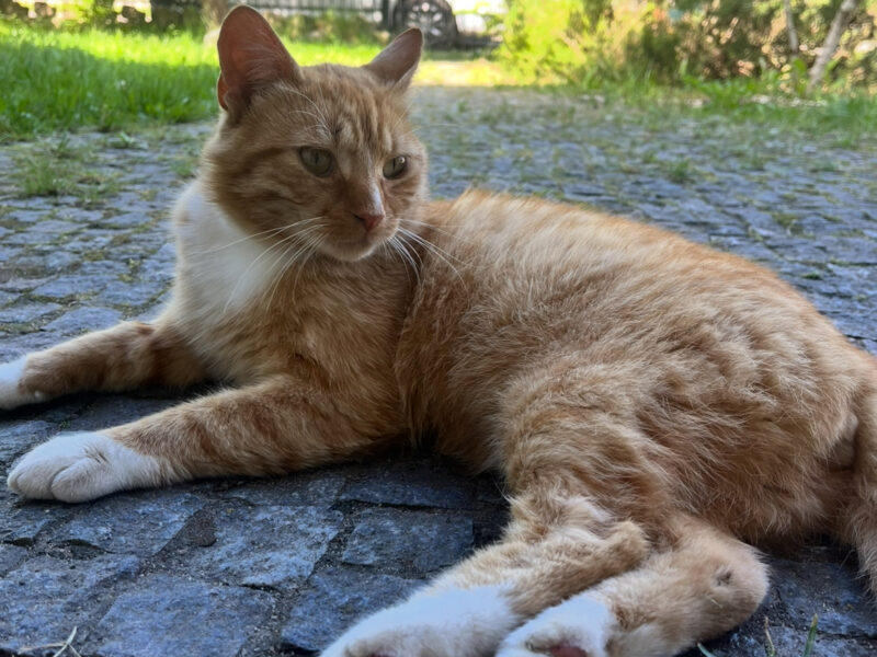 ZAGINĄŁ BIAŁO-RUDY KOTEK