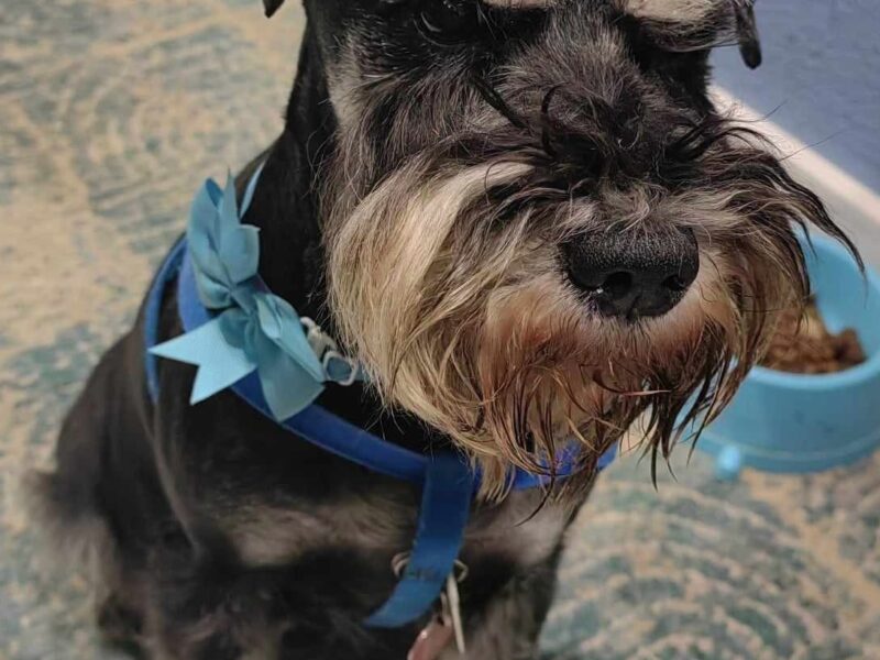 Zaginął przyjaciel rodziny piesek Lido