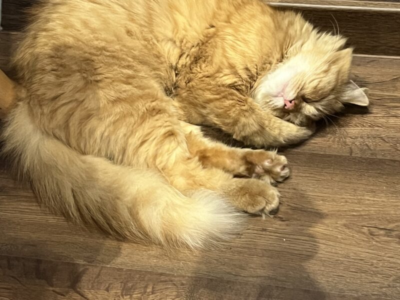 Zaginął kotek Rudy